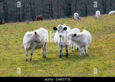 Britisch-weißes Rind ist eine seltene Rasse, die hauptsächlich für Rindfleisch, aber auch für Milchprodukte verwendet wird. Es hat eine bestätigte Geschichte aus dem 17. Jahrhundert. Stockfoto