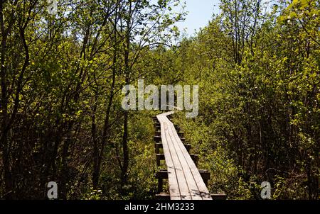 Ein Holzweg durch den Wald Stockfoto