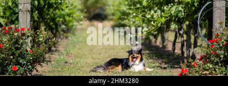 Ein schöner Arbeitshund, der in den Weinbergen eines Weinguts liegt Stockfoto