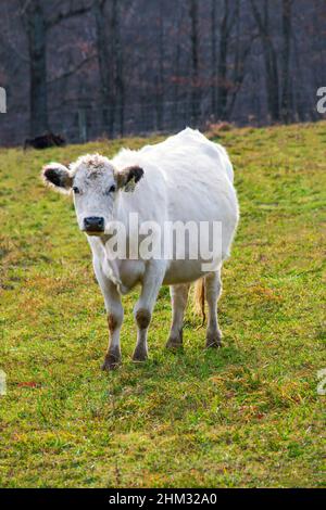 Britisch-weißes Rind ist eine seltene Rasse, die hauptsächlich für Rindfleisch, aber auch für Milchprodukte verwendet wird. Es hat eine bestätigte Geschichte aus dem 17. Jahrhundert. Stockfoto