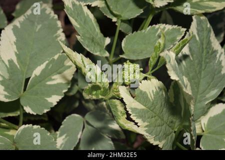 Der bunte Bodenälteste, der im Garten wächst Stockfoto