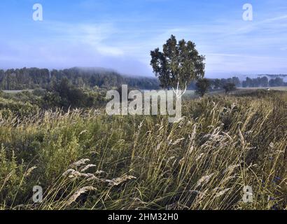 Kleine Birke auf einer dichten Wiese im Tal des Flusses INI. Wälder mit Überresten von Morgennebel am Horizont. Blauer Himmel mit Zirruswolken Stockfoto