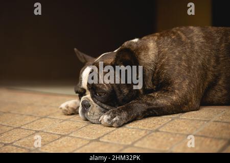 Traurige einsame Haustier Französisch Bulldogge langweilig und depressive Ausdruck Stockfoto