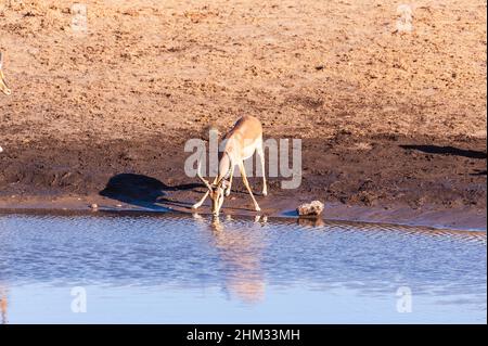 Eine Gruppe von Impalas, die aus einem Wasserloch im Etosha National Park, Namibia, trinken. Stockfoto