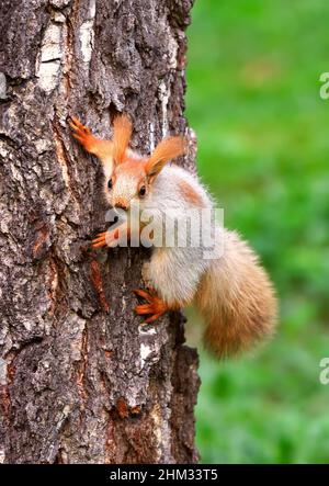 Eichhörnchen im Frühling in Sibirien. Ein junges Eichhörnchen, das auf der Rinde einer Birke gefangen wird. Natur der Region Nowosibirsk, Russland Stockfoto