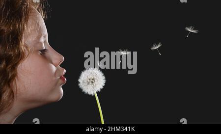 Nahaufnahme Porträt kleines Mädchen weht Dandelion Kopf und fliegende Samen auf schwarzem Hintergrund. Stockfoto