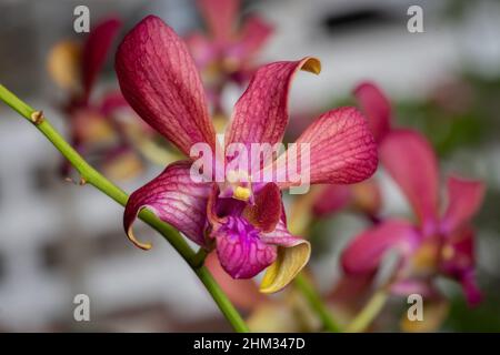 Dendrobium Mulberry Orchideen mit Natur Hintergrund. Selektiver Fokus. Nahaufnahme. Schöne florale Hintergrund. Stockfoto