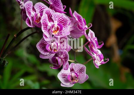 Purple Phalaenopsis oder Doritaenopsis Orchideen mit grünem Naturhintergrund. Selektiver Fokus. Nahaufnahme. Schöne florale Hintergrund. Stockfoto