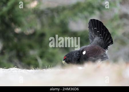 Auerhahn-Männchen, der im Frühjahr nach Nahrung sucht (Tetrao urogallus) Stockfoto