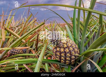 Tropische Ananasfrüchte auf der Plantage der Insel El Hierro Stockfoto