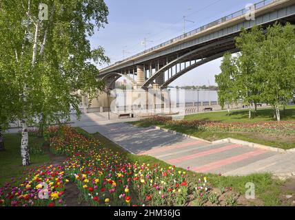 Tulpen am Ufer in Nowosibirsk. Farbenfrohe Blumenbeete blühen im Frühling, eine gewölbte Straßenbrücke über den ob. Sibirien, Russland Stockfoto