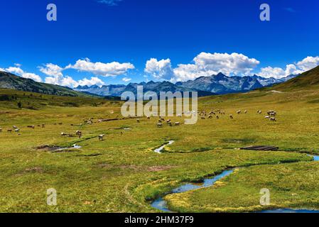 Blick auf Rinder und Wasserläufe auf der Pla De Beret in den Pyrenäen, Vielha, Spanien Stockfoto