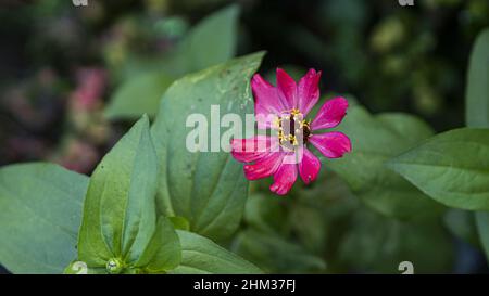 Nahaufnahme einer Zinnienblume und grünen Blättern im Garten auf unscharfem Hintergrund Stockfoto