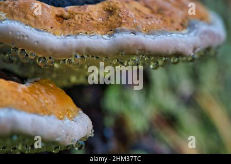 Ein Pilztinder mit dem lateinischen Namen Fomitopsis pinicola im Herbstwald Stockfoto