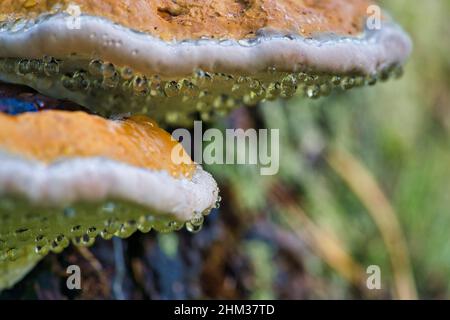 Ein Pilztinder mit dem lateinischen Namen Fomitopsis pinicola im Herbstwald Stockfoto