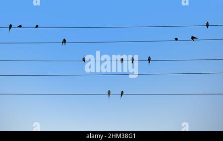Schwalben sitzen auf elektrischen Kabeln. Vogelnotizen. Natürliches Musikkonzept. Stockfoto