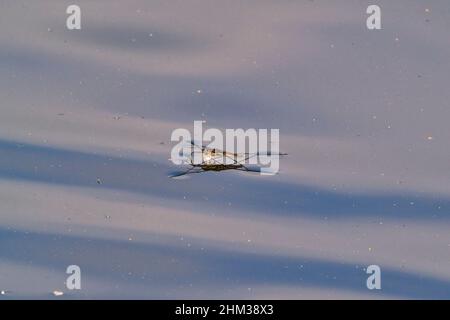 Teichskater oder Wasserspinne steht auf ruhigem blauem Wasser Stockfoto