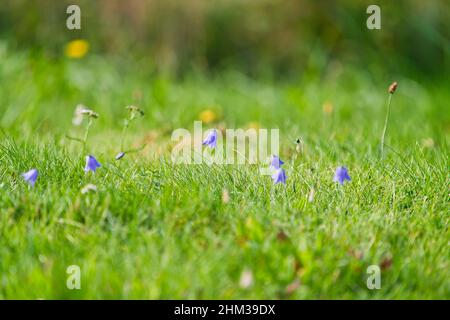 Campanula cochleariifolia, Campanula cochlearifolia, im Herbst in den alpen Stockfoto