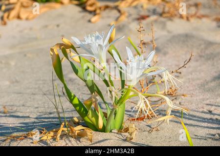 Endemische Pflanze am Strand von Elafonisi wächst der Seedaffodil (Pancratium Maritimum). Kreta, Griechenland Stockfoto