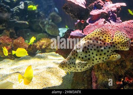 Buckelbarsch- oder Pantherbarsch mit Gelbtang-Surgeonfish, Zebrasoma flavescens im Korallenriff. Cromileptes altivelis Arten, die im Westen leben Stockfoto