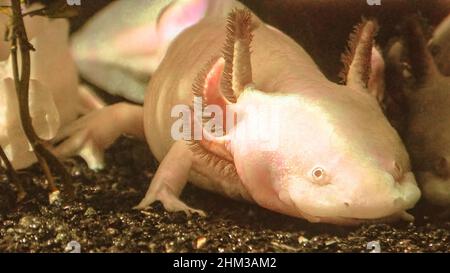 Nahaufnahme von Axolotl im tropischen Aquarium. Ambystoma mexicanum species. Vor allem ein mexikanischer Salamander, der in mehreren Seen rund um Mexiko-Stadt lebt Stockfoto