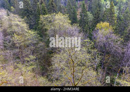 Aufkeimender Mischwald im Frühjahr Stockfoto