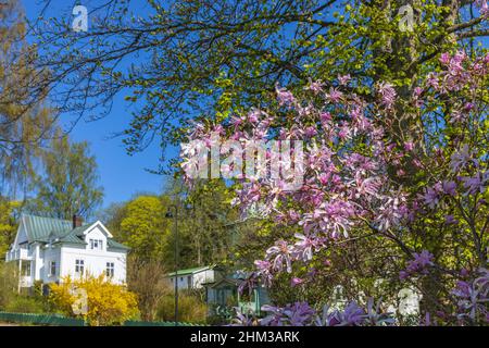 Rosa Magnolie blüht im Frühling in einem Garten Stockfoto