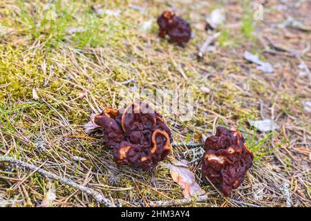 Gyromitra esculenta Pilz auf dem Waldboden Stockfoto