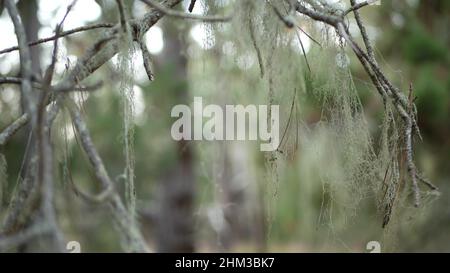 Lace Flechten Moos hängen, Bäume Zweige im Wald. Tiefes, surreales Holz, märchenhafter alter Hain oder Fantasy-Wald. Pflanzen, die mit Parasitenpilzen oder Pilzen bedeckt sind. Point Lobos, Monterey Flora, Kalifornien, USA Stockfoto