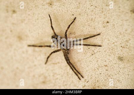 Pisaura mirabilis Gartenspinne in braun. Lange Beine, Wickelspinne. Konzentrieren Sie sich auf Spinne, Stein Hintergrund Stockfoto