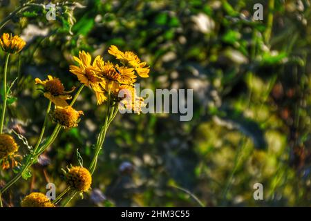 Nahaufnahme von Verbesina encelioides, Namen umfassen goldenen Kronenbart, Goldkraut, wilde Sonnenblume. Stockfoto