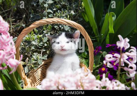 Kleine schwarz-weiße Hauskätzchen sitzen in einem Weidenkorb auf einem Blumenbeet zwischen rosa Hyazinthen und lila Primeln Stockfoto