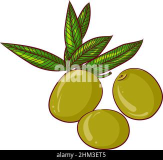 Drei grüne Oliven mit Blättern Stock Vektor