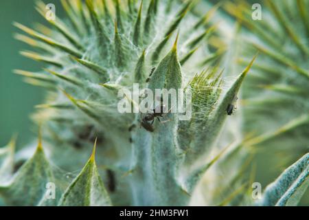 Makroaufnahme einer Ameise auf einer silbernen Distel im Sommer Stockfoto