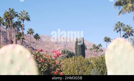 Palmen, Kakteen, Bougainvillea rote Blumen blühen oder blühen, Berge oder Hügel im sonnigen Palm Springs in der Nähe von Los Angeles, California Valley Nature, USA. Trockenheit Trockenklima Pflanzen, Wüstenoase Flora. Stockfoto