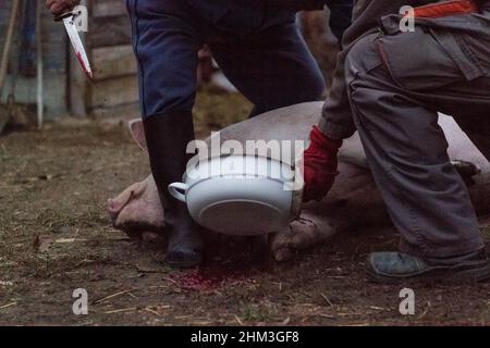 Schneiden des Schweins während einer traditionellen Schlachtung im ländlichen Ungarn Stockfoto