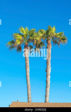 Zwei Palmen gegen den Himmel in San Clemente, Orange County, Kalifornien Stockfoto
