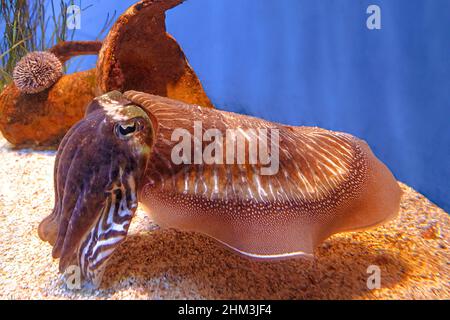 Gewöhnliche Tintenfische in einem Aquarium. Sepia officinalis-Arten, die im Mittelmeer, in der Nordsee und in der Ostsee oder in Südafrika leben. Vorderansicht Stockfoto