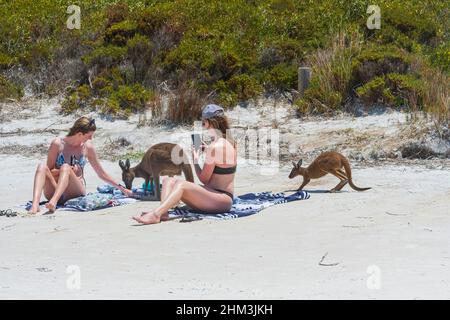 Zwei junge Frauen, die am Strand von Lucky Bay sitzen und Kängurus am Cape Le Grand in der Nähe von Esperance, Western Australia, WA, Australien, fotografieren Stockfoto