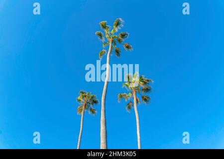 Drei Palmen gegen den Himmel in San Clemente, Kalifornien Stockfoto