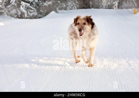 Großer Hund steht im Schnee, Winterwald Hintergrund, Pinien Stockfoto