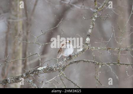 Weißkehlspatzen in einem Baum während des Schneesturms Stockfoto