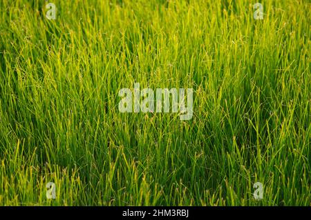 Grünes und saftiges Frühlingsgras im weichen Licht der untergehenden Sonne. Leuchten im Gras, natürlicher Hintergrund. Stockfoto