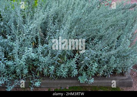 Dichter Teppich aus Silbergarten Wermut, Bodenbedeckung Pflanze Stockfoto