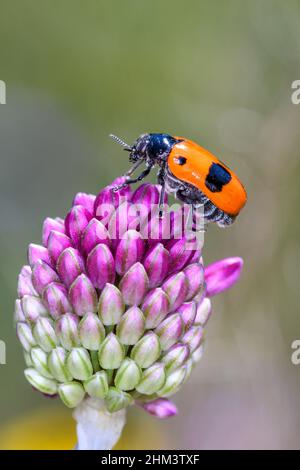 Clytra laeviuscula, der Ameisenbeutelkäfer, ist eine Art von kurzhörnigen Blattkäfer, die zur Familie der Chrysomelidae, Unterfamilie Cryptocephalinae, gehört Stockfoto