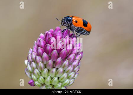 Clytra laeviuscula, der Ameisenbeutelkäfer, ist eine Art von kurzhörnigen Blattkäfer, die zur Familie der Chrysomelidae, Unterfamilie Cryptocephalinae, gehört Stockfoto