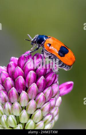 Clytra laeviuscula, der Ameisenbeutelkäfer, ist eine Art von kurzhörnigen Blattkäfer, die zur Familie der Chrysomelidae, Unterfamilie Cryptocephalinae, gehört Stockfoto