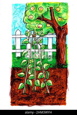 Skizze für eine Läuferbohnenpflanze mit einem Apfelbaum und einem Zaun auf weißem Hintergrund. Stockfoto