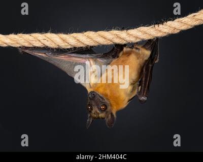 Junger Erwachsener, fliegender Fuchs, Fruchtfledermaus alias Megabat oder chiroptera, hängt an Sisalseil, das nach vorne zeigt und einen Flügel ausbreitet. Blick auf die Kamera. Isoliert Stockfoto