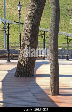Frühling in der Stadt. Parkstraße zwischen Bäumen und Hängen. Bau eines hölzernen Gehwegs oder einer Gasse mit der Erhaltung der grünen Zone (Bäume) Stockfoto